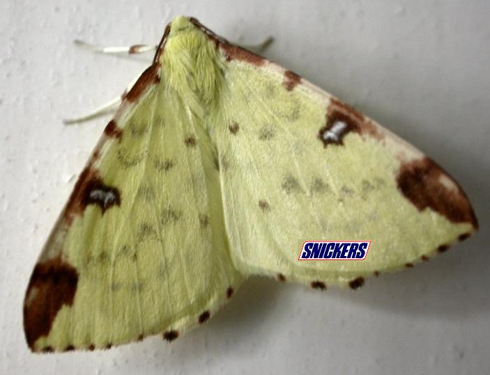 [word-of-moth.JPG]