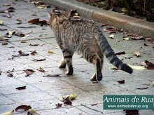 ANIMAIS DE RUA