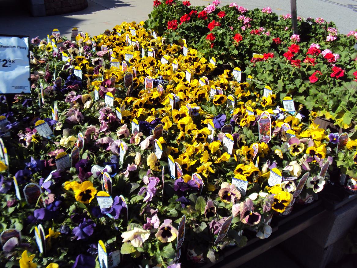 Sound of the Goings in Top of the Mulberry Trees Lowes Flowers