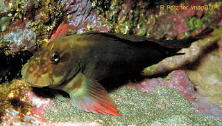 Sentidos, Memórias e Sensações - Madeira: Peixes da ilha da Madeira