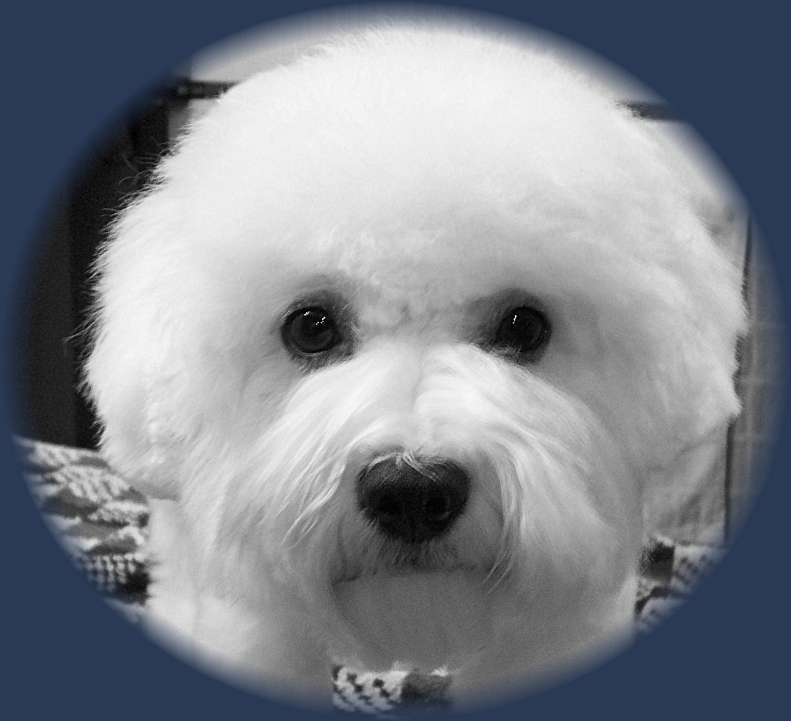 Bichon Puppies Pictures