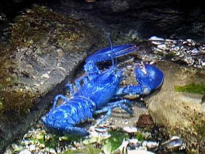blue-lobster-1.jpg
