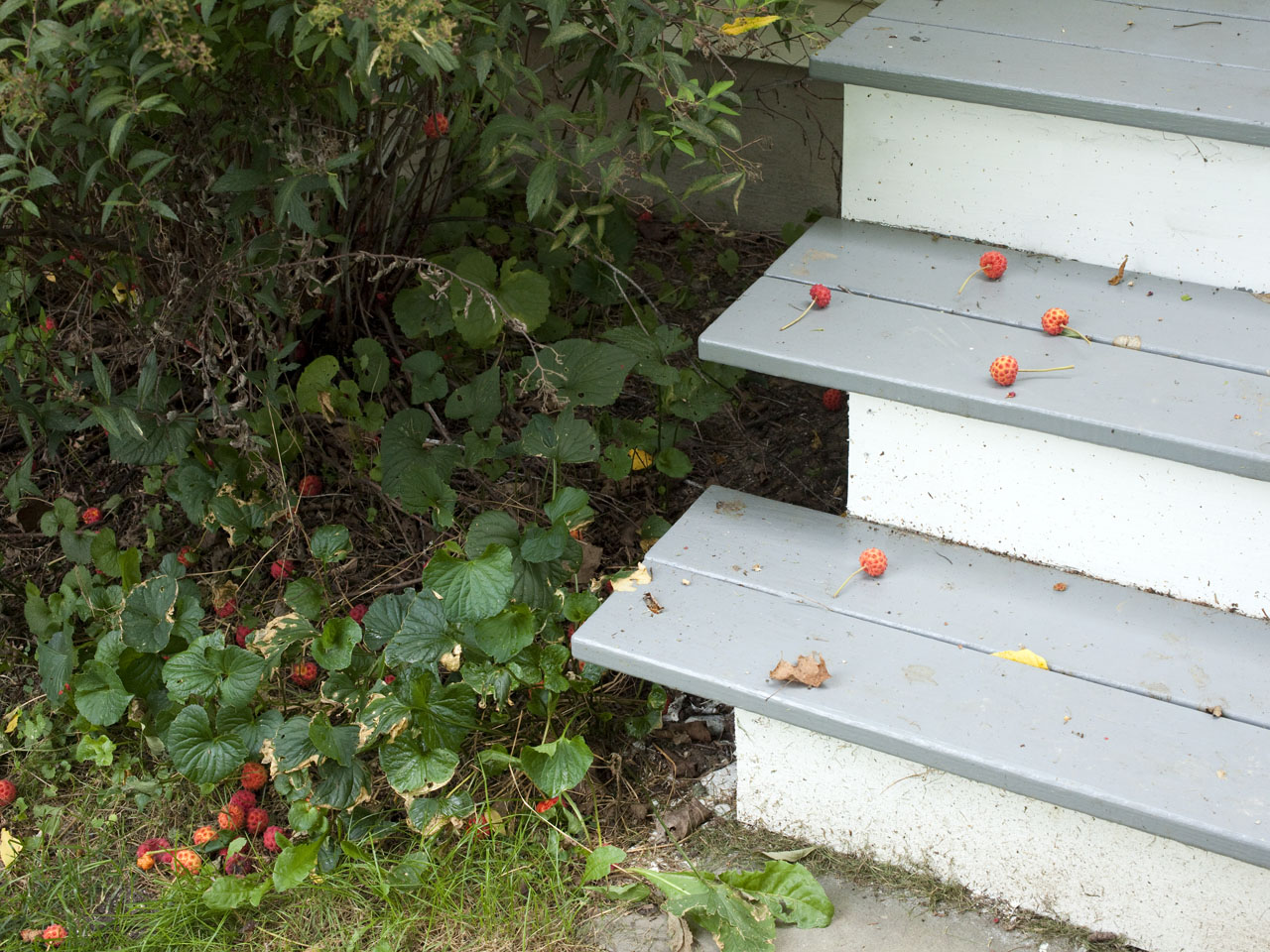 Dogwood+tree+fruit