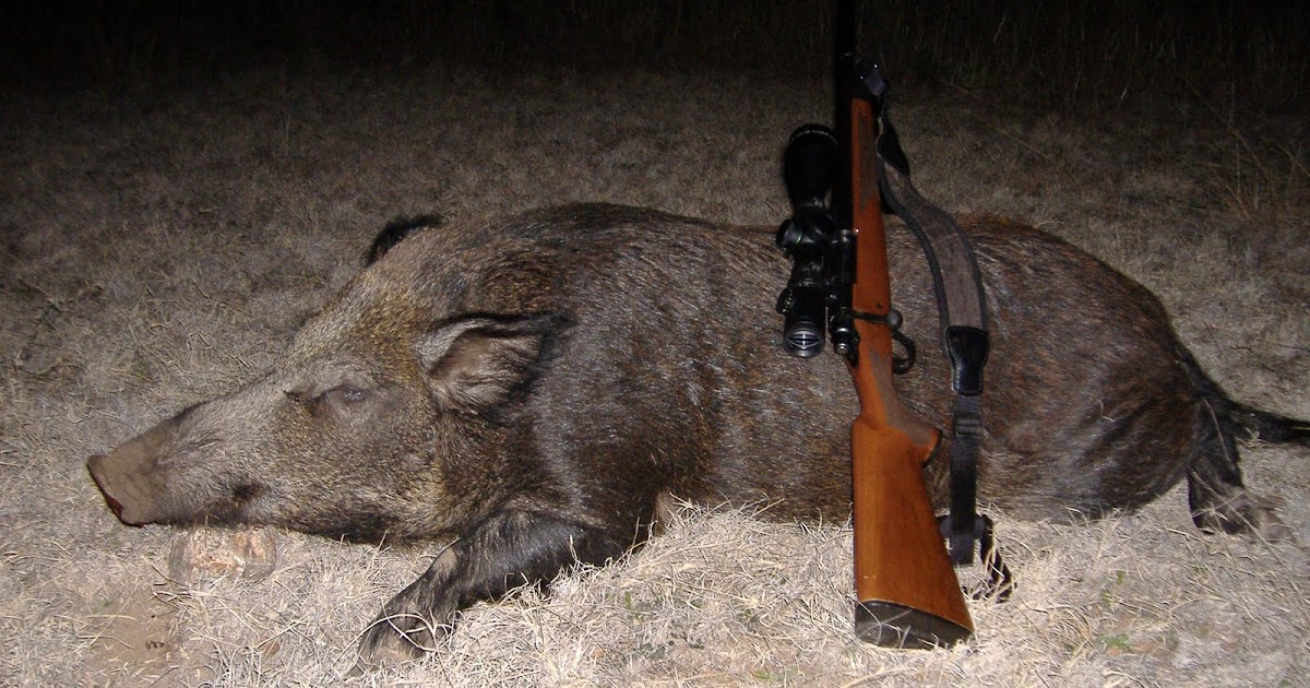 Hunting Texas My Ideal Hog Rifle
