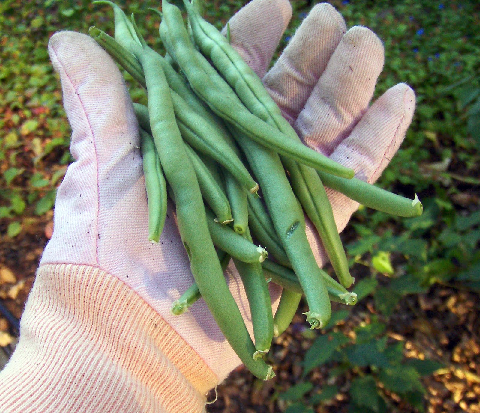 [Bobbiesfirstbeans.jpg]