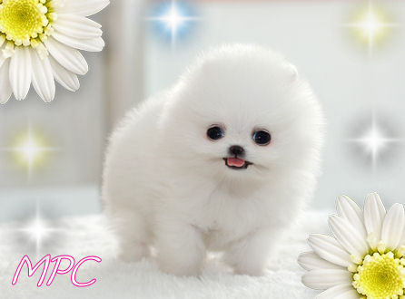 short hair pomeranian puppies short hair pomeranian puppies