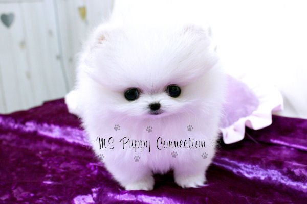 pomeranian wallpaper. Wallpaper, pomeranian