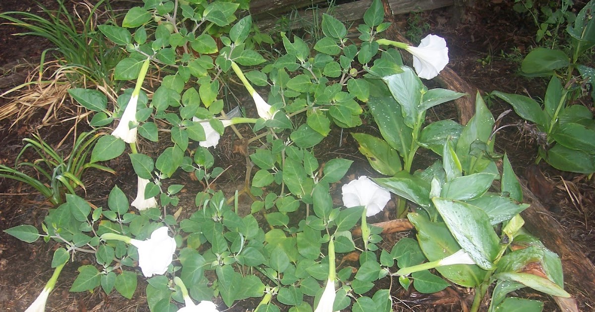Country Charm Moonflower Plant...........