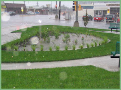Rain Garden