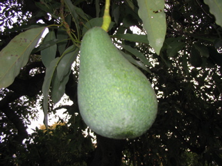 [avocado.jpg]