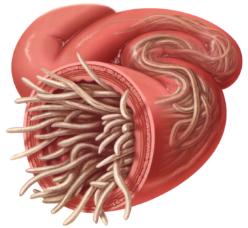 Equine Worms
