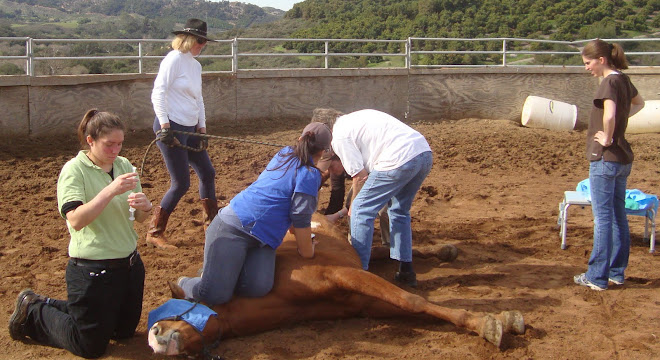 San Luis Rey Equine Staff Castrating 4 Rescued Stallions