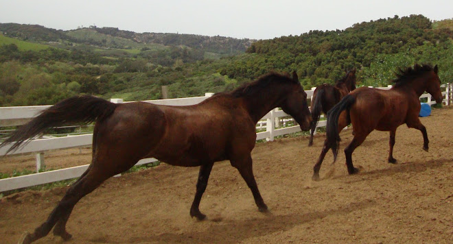 Pow Wow, Chief and Nora Exercising Today