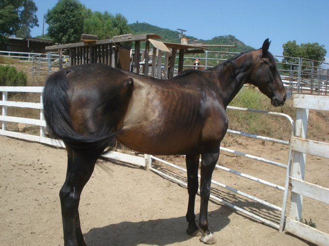 Tiger at 6 weeks after rescue