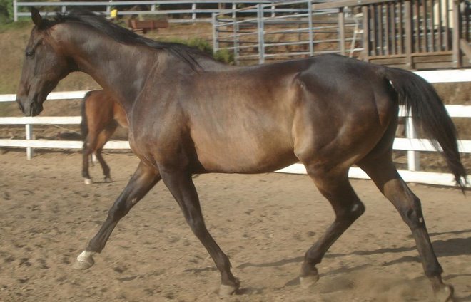 Tiger at 90 days after rescue