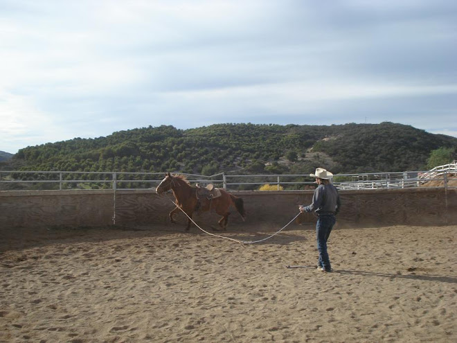 Cimarron the mustang's first saddling