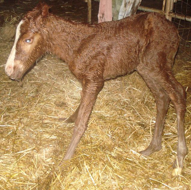 BABY BLITZEN IS HERE!