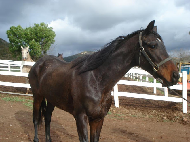 Filly arrives as Knight and Nicole look on