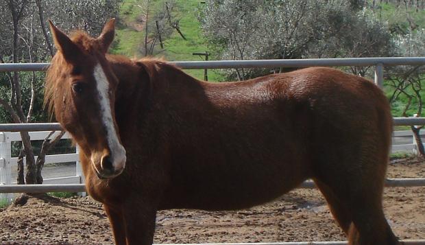 Name this quarter horse mare