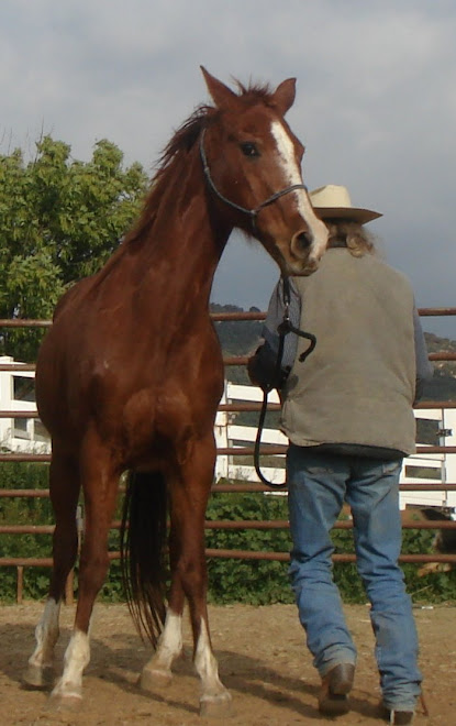Montana today in the roundpen