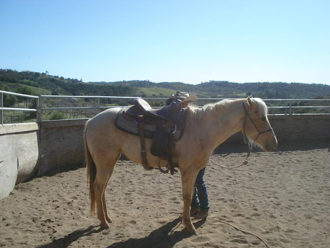 Spirit's first saddling
