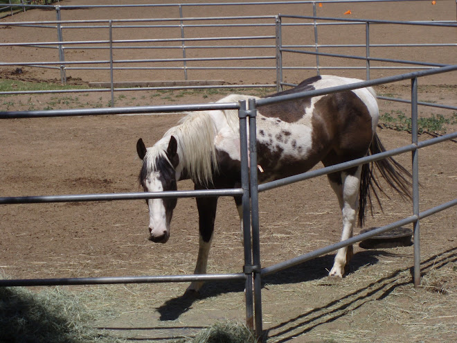 Jellybean in confinement for 2 weeks after surgery