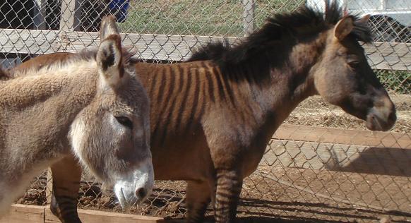 Jingles the burro and Xena the zorse