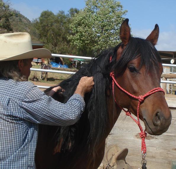 Getting the knots out of Kingston's mane