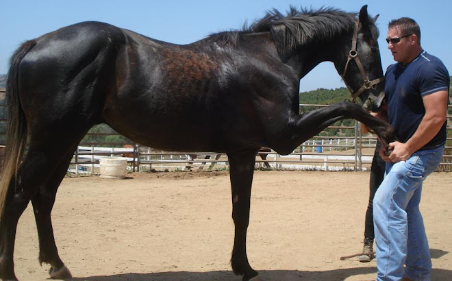 Dr. Don Moore stretching Baron the thoroughbred