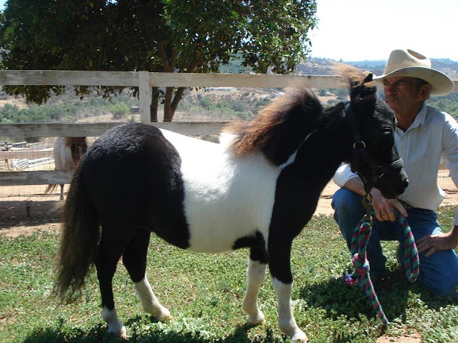 Zeus, miniature horse gelding