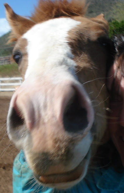 Rocket, aka Mr. Snugglebunny