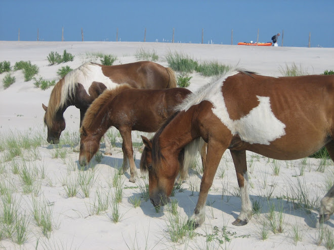 Wild Ponies of Assateague Island