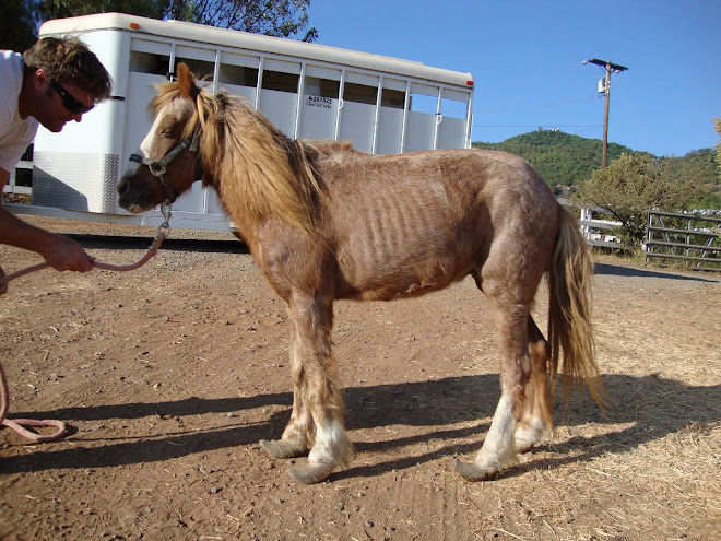 Pony rescued today