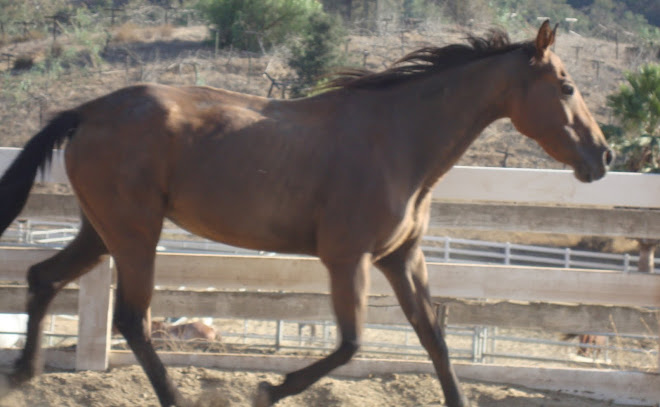 Guess Whooo?  3 Weeks After Rescue