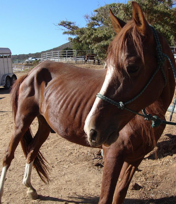 Fire the Peruvian Paso