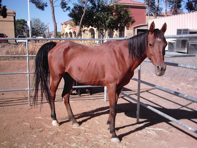 Abandoned arabian mare, Blossom