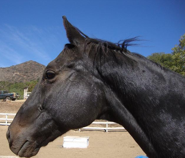 The adorable and loving Pow Wow