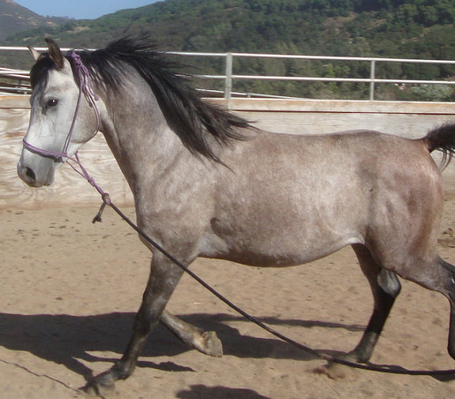 Pharoah, a 3 year old grey arabian stallion