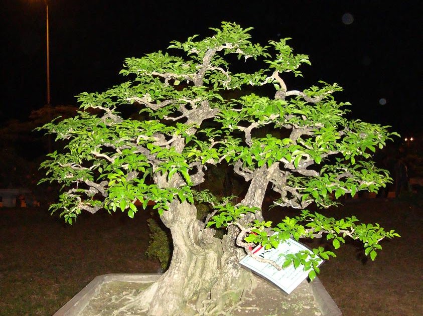 Bonsai Bình Định Nguyệt Quế