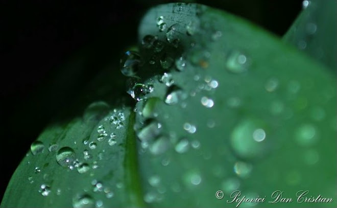 Leaf and Drops