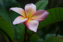 Flor de paraíso