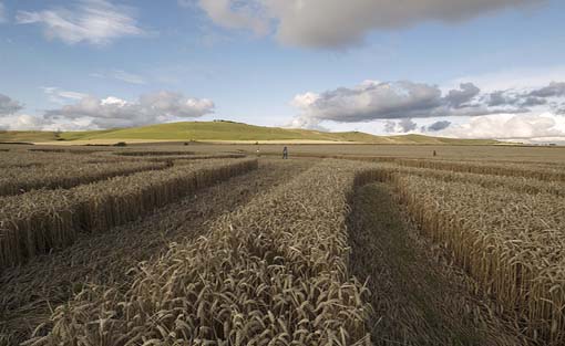 Crop Circles