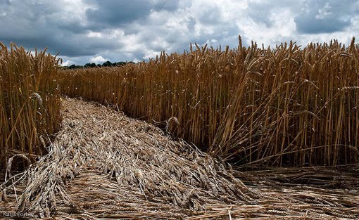 Crop Circles