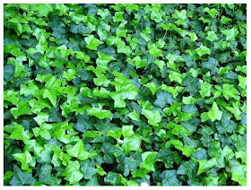 Oak Hill Garden Center Richmond Hill Aurora Trees Plants