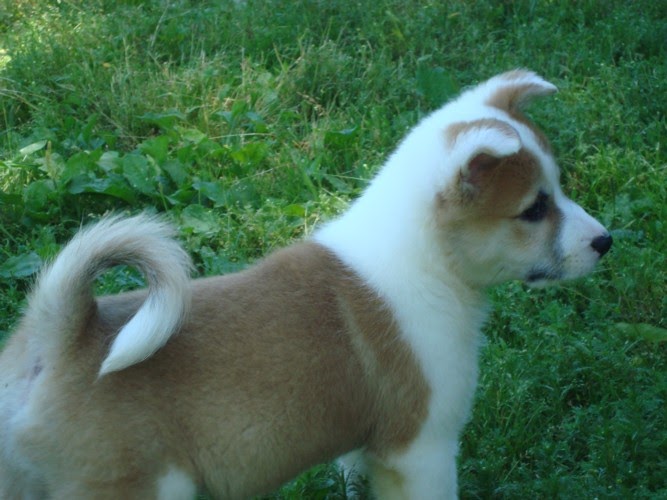 IcelandicSheepdogPuppies Icelandic Sheepdog Puppies Round 5 Yard Pups