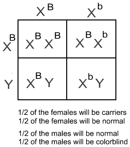 Mary's Biology Page: October 2008