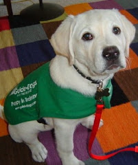 Voyager as a Guide Dog Puppy