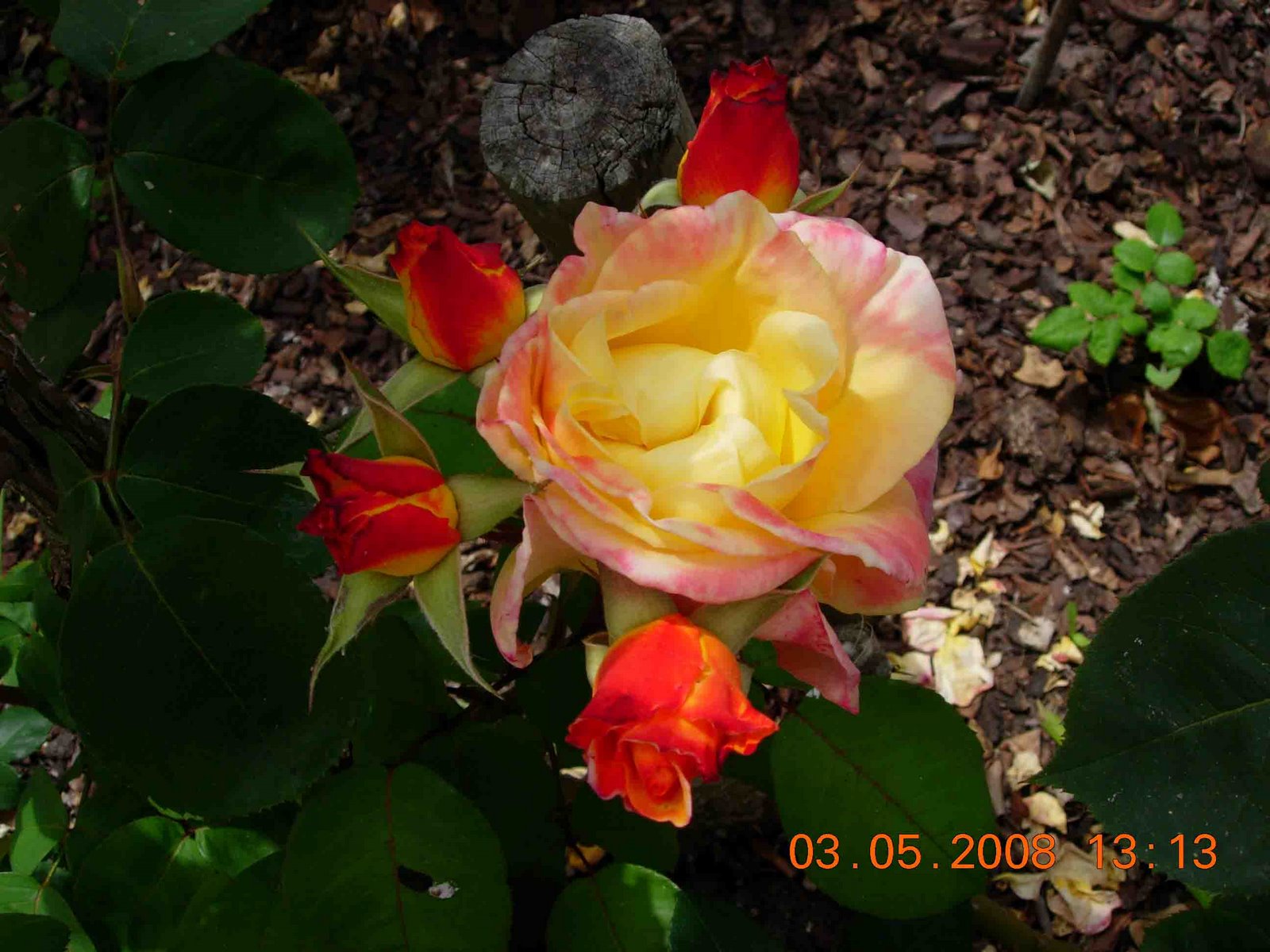 [DSCN1815.JPG]