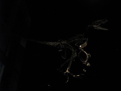 Dromaeosaur Skeleton
