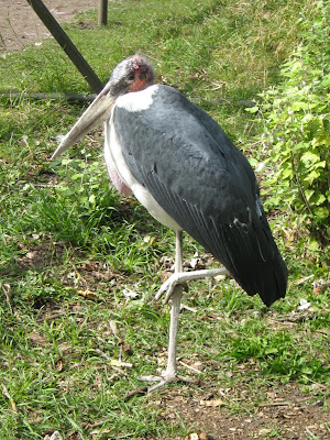 African Savanna Birds